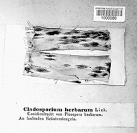 Cladosporium herbarum image